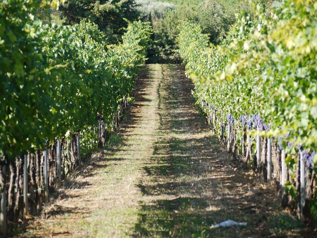 סן ג'ימיניאנו Azienda Agricola Polveraia מראה חיצוני תמונה